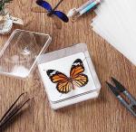 Insect Specimen Kit for Bug Enthusiasts