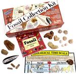 Dancing Bear Fossil Collection Kit - 12 Pieces