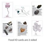 Dancing Bear Fossil Collection Kit - 12 Pieces