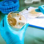 10 Pack Pre-Poured Nutrient Agar Petri Dishes