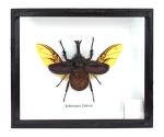 Thailand Fighting Beetles Taxidermy Shadow Box Set
