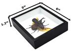 Thailand Fighting Beetles Taxidermy Shadow Box Set