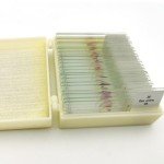 25-Piece Basic Histology Slide Set for Education