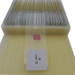 25-Piece Basic Histology Slide Set for Education