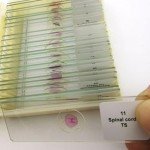 25-Piece Basic Histology Slide Set for Education