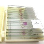 25-Piece Basic Histology Slide Set for Education