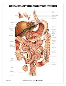 Digestive System Diseases Anatomical Chart
