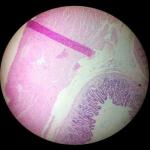 50-Piece Mixed Histology Prepared Microscope Slides Set