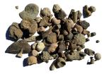 Genuine Fossil Mix - 1/2 lb Educational Variety