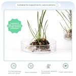90mm Glass Petri Dishes with Lids - 5 Pack