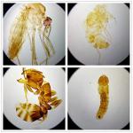 Whole Insects Microscope Slides Set for Education