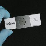 Whole Insects Microscope Slides Set for Education