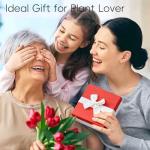 15 Pcs Clear Test Tubes for Plant Propagation