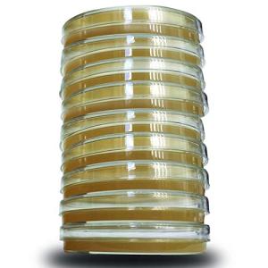 Pack of 10 Pre-Poured Dextrose Agar Petri Dishes