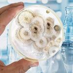 Pack of 10 Pre-Poured Dextrose Agar Petri Dishes