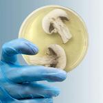 Pack of 10 Pre-Poured Dextrose Agar Petri Dishes