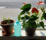 APUXON 2-Pack 150ml Blue Squeeze Wash Bottles