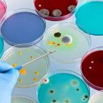 Reusable Inoculation Loops with Nichrome Tips - 2 Pack