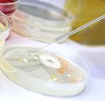 Inoculation Loop Kit with Replaceable Chromium Tips