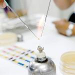 Reusable Inoculation Loops with Nichrome Tips - 2 Pack