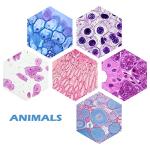 200 Microscope Slides Set: Plants & Animal Tissues