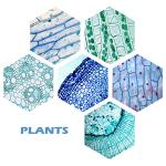 200 Microscope Slides Set: Plants & Animal Tissues
