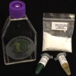 Nannochloropsis Algae Culture for School Science Projects