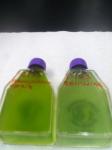 Nannochloropsis Algae Culture for School Science Projects