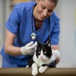 5ml Syringes, Individually Wrapped, 50 Pack