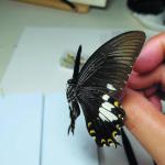 Butterfly Specimen Making Tools for Science Classrooms