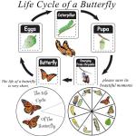 Butterfly Specimen Making Tools for Science Classrooms