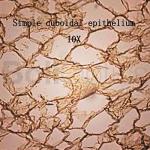 BoliOptics 25 Prepared Microscope Slides Set