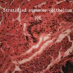 BoliOptics 25 Prepared Microscope Slides Set