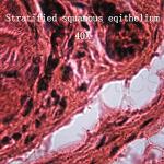 BoliOptics 25 Prepared Microscope Slides Set