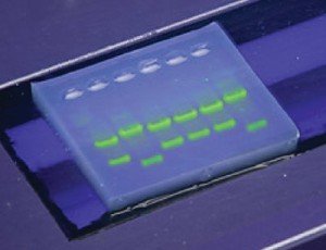 SYBR Safe DNA Stain - Concentrated 10,000X Solution