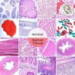 120 Prepared Microscope Slides with Specimens for Kids