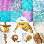 120 Prepared Microscope Slides with Specimens for Kids