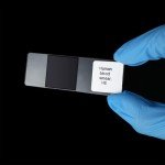 Human Blood Smear Microscope Slides, Pack of 5