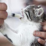 20mL Syringe Pack for Lip Gloss Making