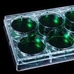 LVDALAB 6 Well Petri Dish Pack of 10