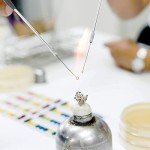 23cm Reusable Inoculation Loop Kit for Labs