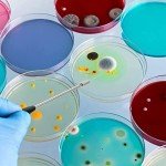 23cm Reusable Inoculation Loop Kit for Labs