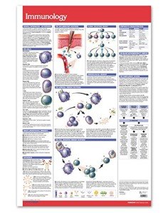 Immunology Wall Poster - 24" x 36" Laminated Chart
