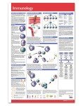 Immunology Wall Poster - 24" x 36" Laminated Chart
