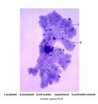 Pack of 5 Prepared Protozoa Microscope Slides