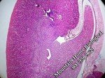 Mammalian Histology Slide Set by Mountain Home
