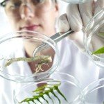 Smooth Bottom Empty Petri Dishes, 100x15mm, 500 Pack