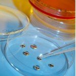 Smooth Bottom Empty Petri Dishes, 100x15mm, 500 Pack