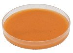 Smooth Bottom Empty Petri Dishes, 100x15mm, 500 Pack