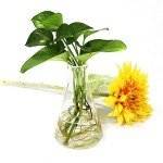 ULAB Narrow-Mouth Glass Erlenmeyer Flask Set, 3 Sizes